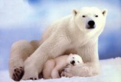 Polar Bear with cub